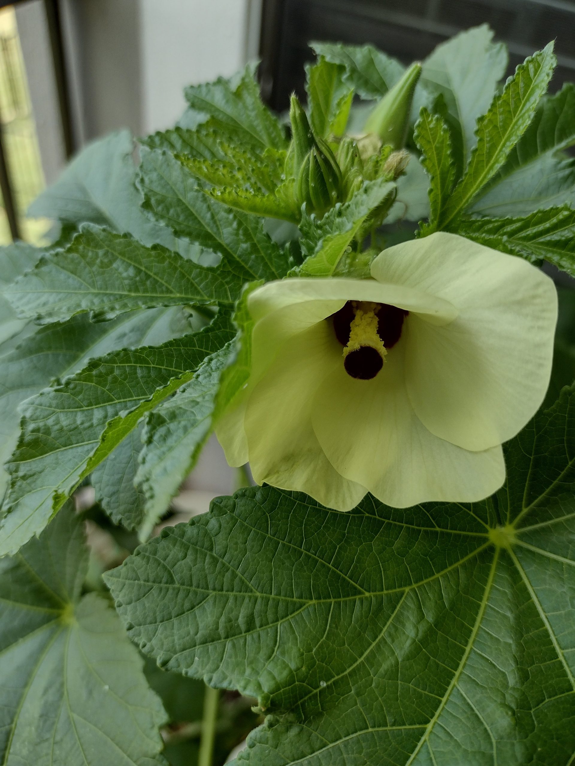 My Okra Plants blooming